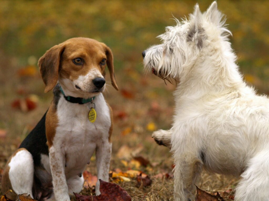 Pets ajudam a combater solidão na quarentena