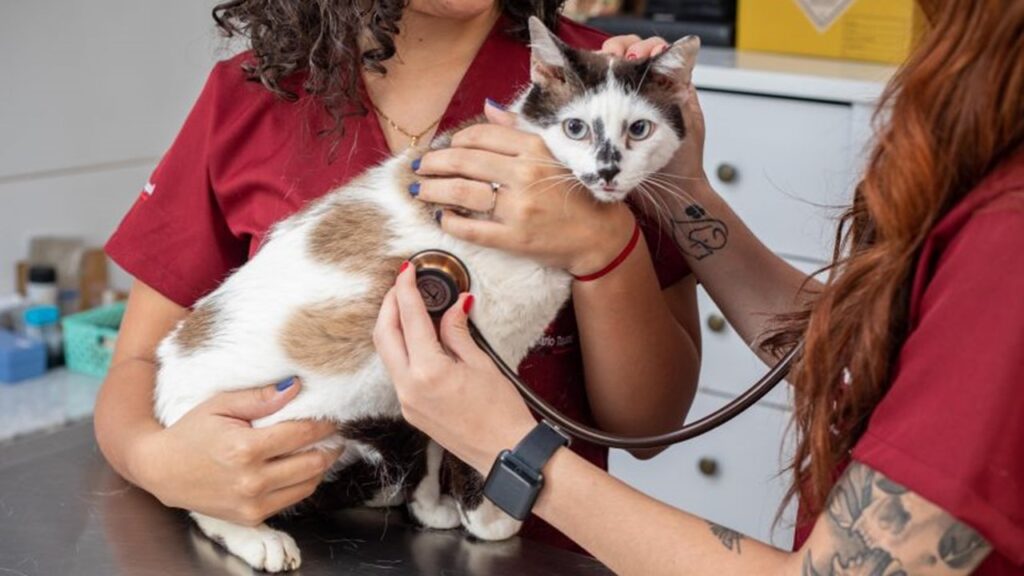 Março Amarelo e a prevenção de doenças renais em pets