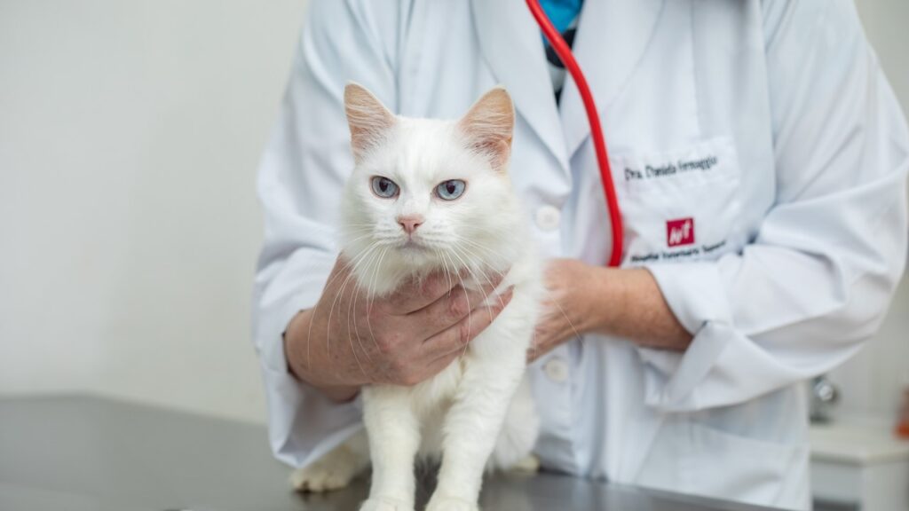 Prevenção de câncer de mama para as fêmeas de cães e gatos