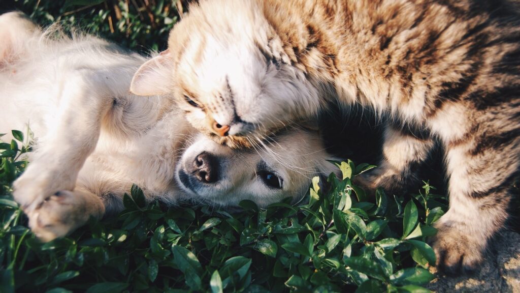 Semana dos Animais terá campanha e palestra online em Limeira