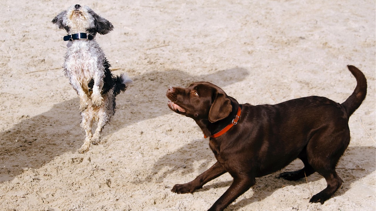 Dicas para cuidar do seu pet no verão