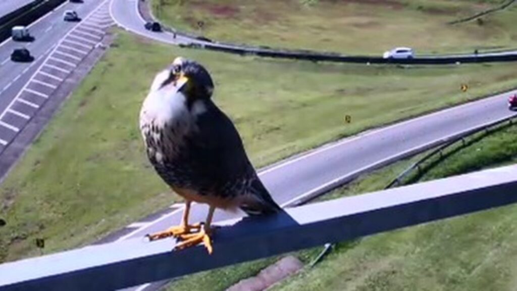 Falcão é flagrado por câmera de rodovia em Campinas