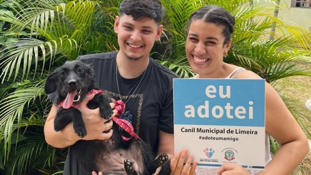 Evento do Lar Temporário de Animais de Limeira teve 12 animais adotados