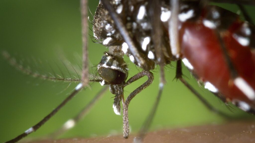 BRK reforça a importância do combate ao mosquito da dengue diante da incidência de casos no início do ano