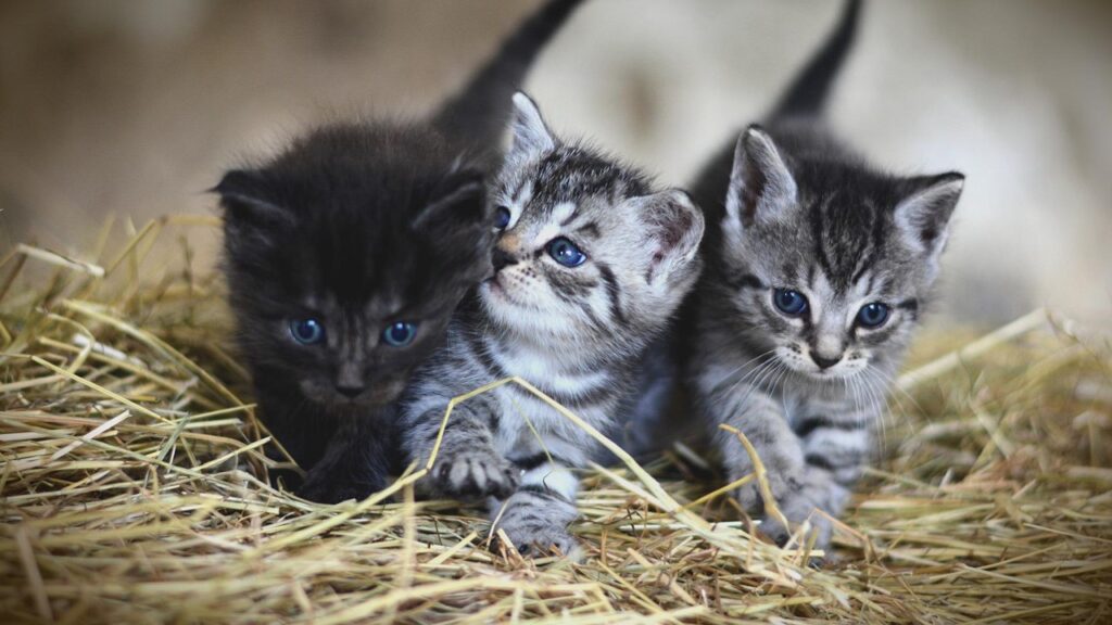 Como escolher a ração adequada para filhotes de gato