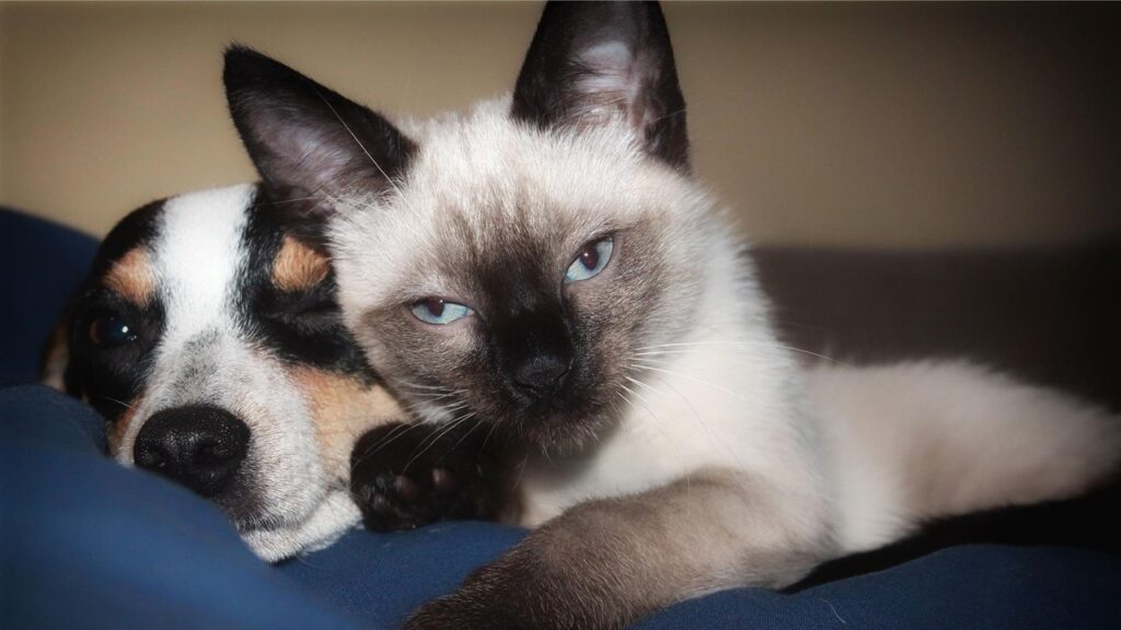 Programa de Castração de Limeira atenderá 800 cães e gatos