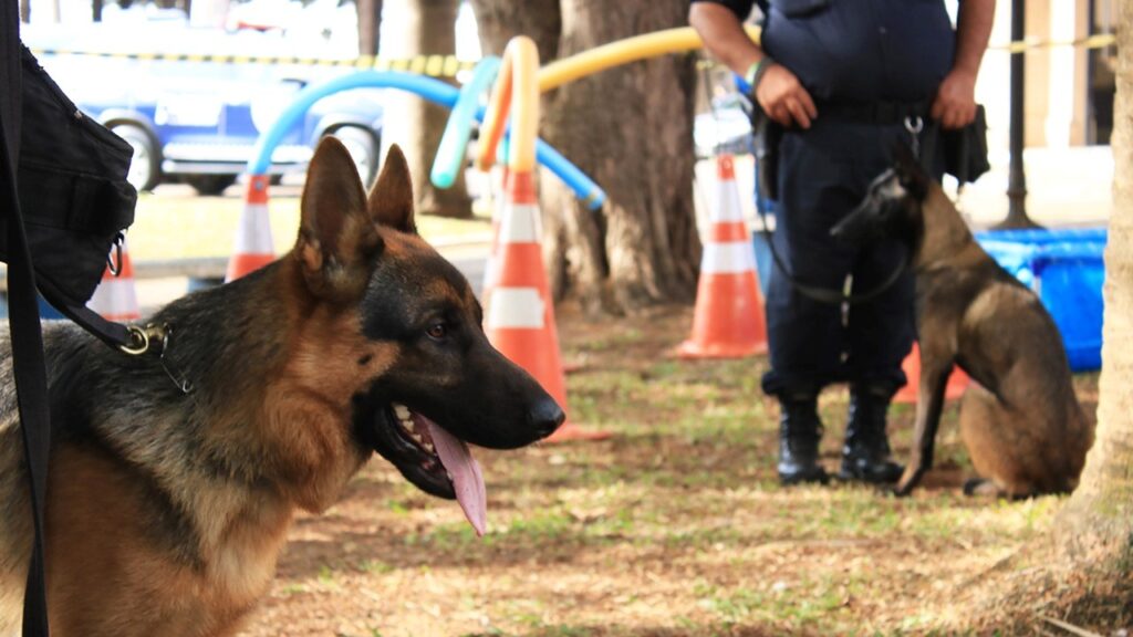 Dia de treinamento de cães de faro