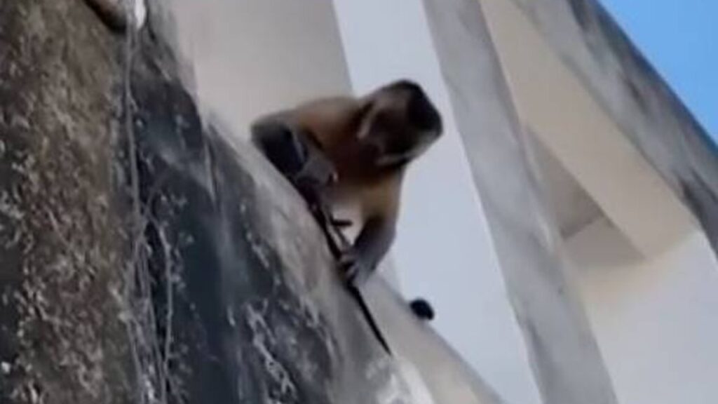 Macaco amolando faca