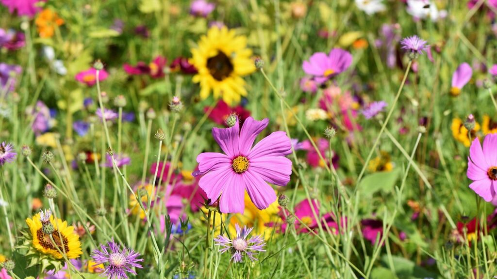 Como cuidar dos jardins durante a primavera?