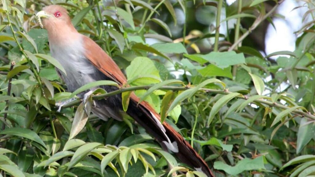 Dia de Observação de Pássaros em Campinas identifica mais de 30 espécies