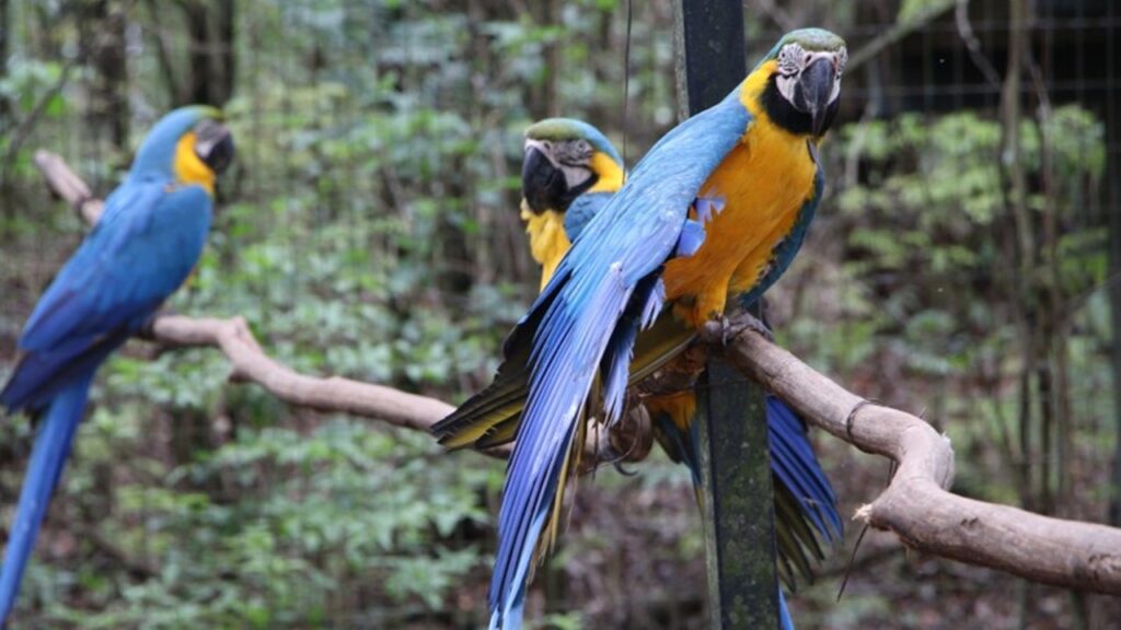 Mais 20 araras-canindé são soltas em ação do Cras Pró-Arara e do IBPN