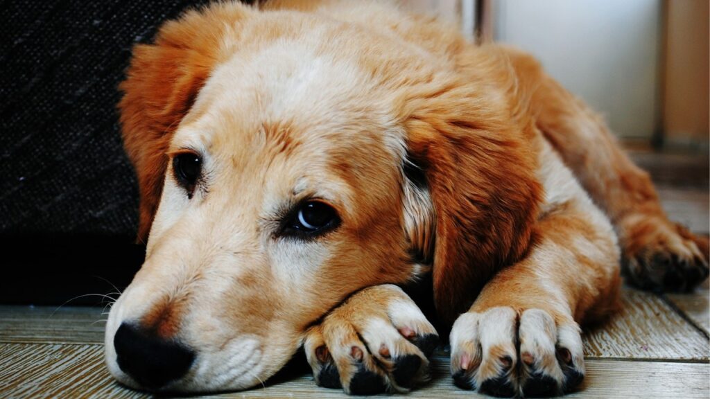 Prefeitura de Limeira e Alpa realizam evento de adoção de animais neste sábado (22)