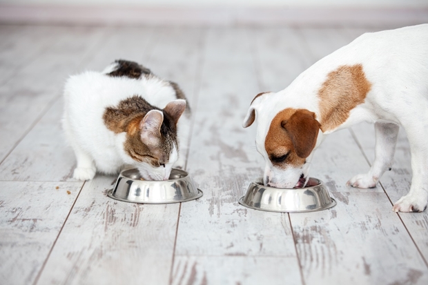 Pisos laminado e vinílico são recomendados para os pets em casa