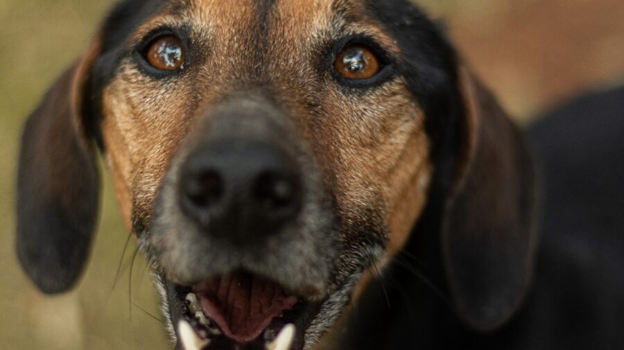 Mogi Mirim abre inscrições para castração gratuita de cães e gatos