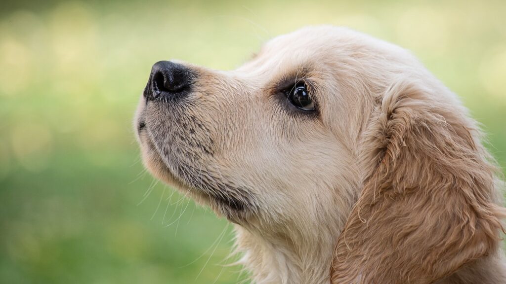 Férias podem causar estresse em animais e tutores