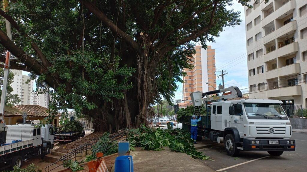 Seringueira centenária da Praça do Museu de Limeira agoniza e deverá ser removida