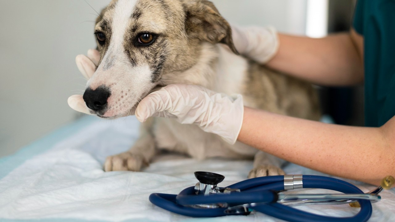 Serviço móvel é tendência no mercado pet