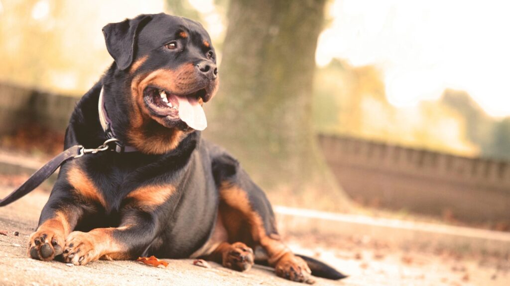 Alimentação canina: escolha a melhor opção