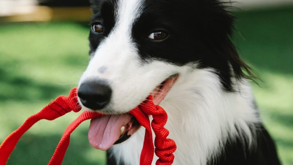 Banho em casa: dicas para cuidar da higiene do seu cão