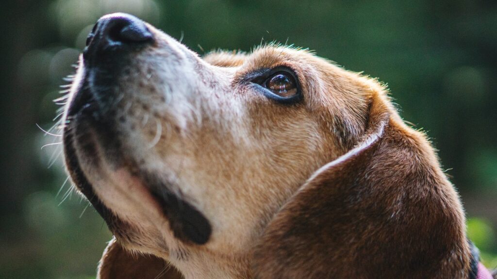 Cinomose mata: saiba como proteger seu cão