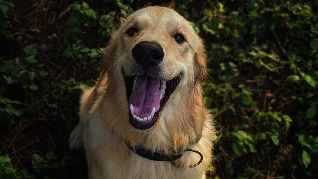 Como escovar os dentes do seu cão?