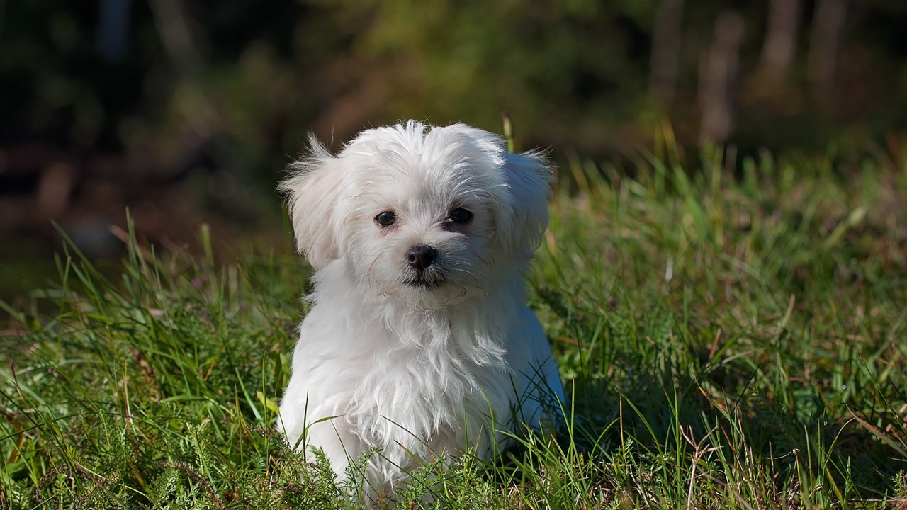 Cuidados essenciais para prevenir pulgas em cães