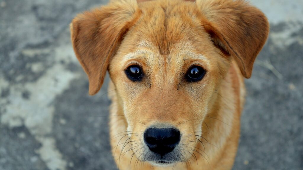 Elimine a sarna no seu cão com essas dicas