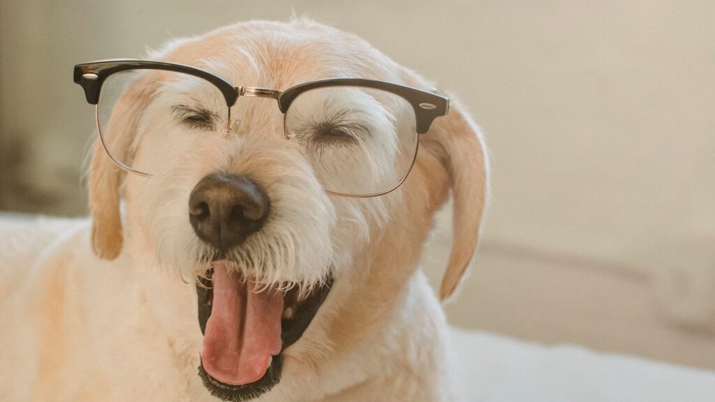 Nomes criativos para cachorros as tendências que estão ganhando o coração dos donos