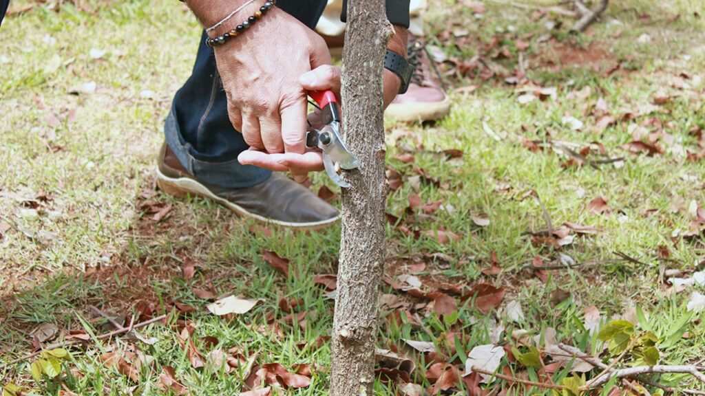 Secretaria de Meio Ambiente de Limeira abre inscrições para Curso Gratuito de Poda