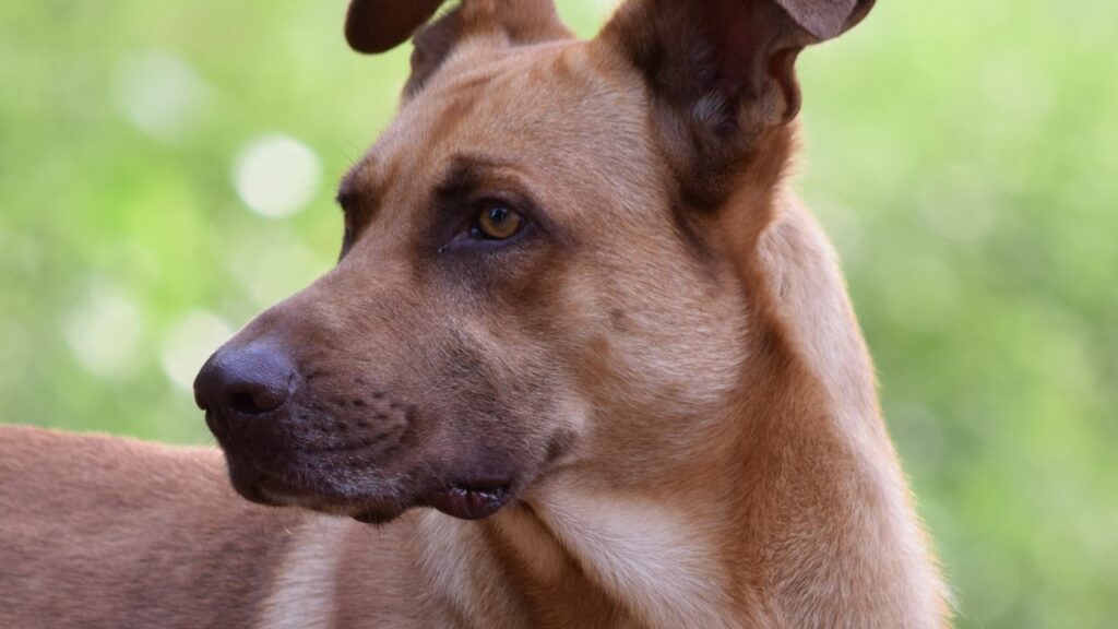 Castrar ou não castrar Uma decisão difícil para os donos de cadelas Castração de cachorras Castração de fêmeas