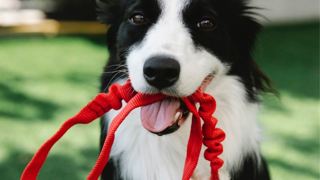 Guia prático escolha a coleira perfeita para seu cão Um dos itens essenciais para garantir a segurança e o bem-estar do seu amigo de quatro patas é a coleira