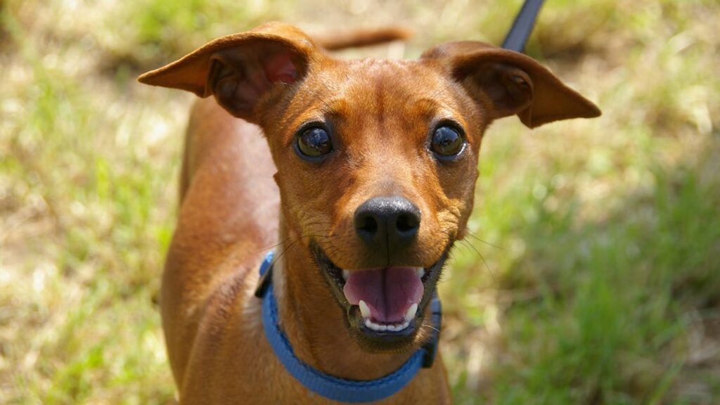 Sarna em cachorro conheça os sintomas e tratamentos eficazes Coceira, irritação e queda de pelo: a sarna em cachorros é um problema comum que requer tratamentos eficazes. Descubra os sintomas e as opções de tratamento para ajudar seu melhor amigo a se livrar desse incômodo de uma vez por todas!