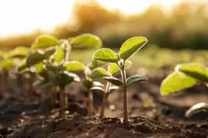 Syngenta assina Termo de Cooperação Técnica para o Programa Solo + Fértil com o Governo de São Paulo