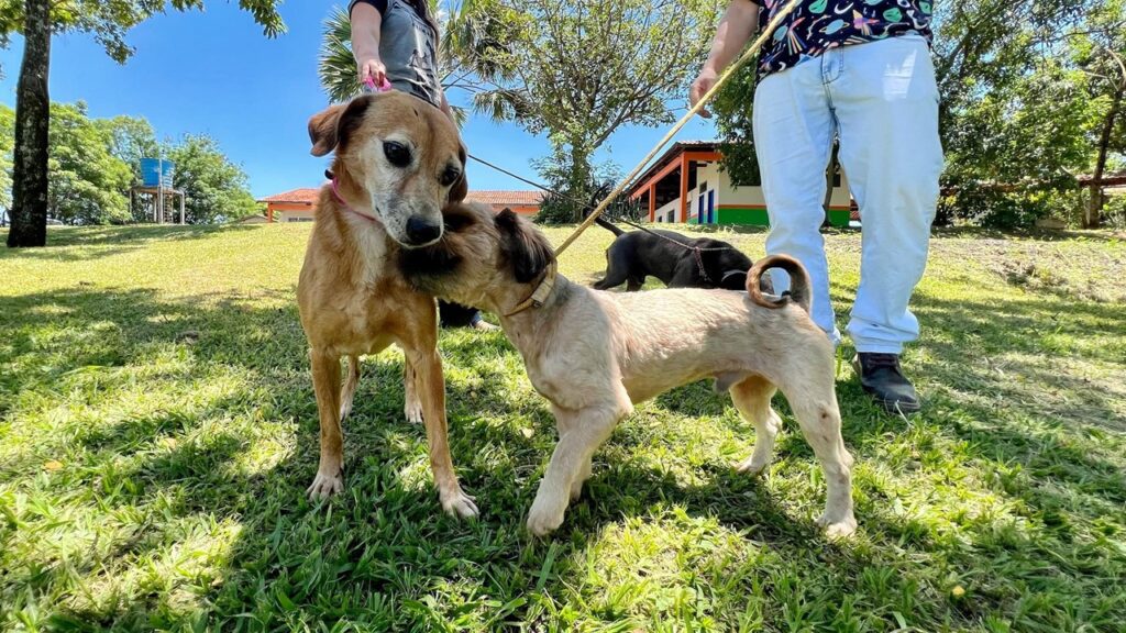 Piracicaba lança campanha Dezembro Animal para estimular adoção de pets Os machinhos Kenai e Luck estão disponíveis para adoção, lar temporário ou para receber um presente de Natal