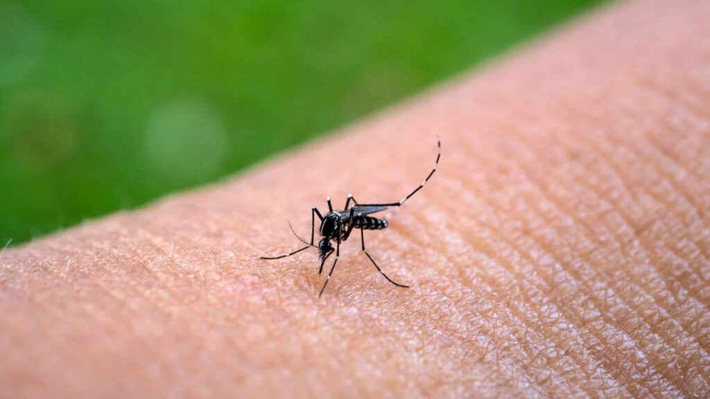 mosquito-aedes-aegypti-transmissor-da-chikungunya