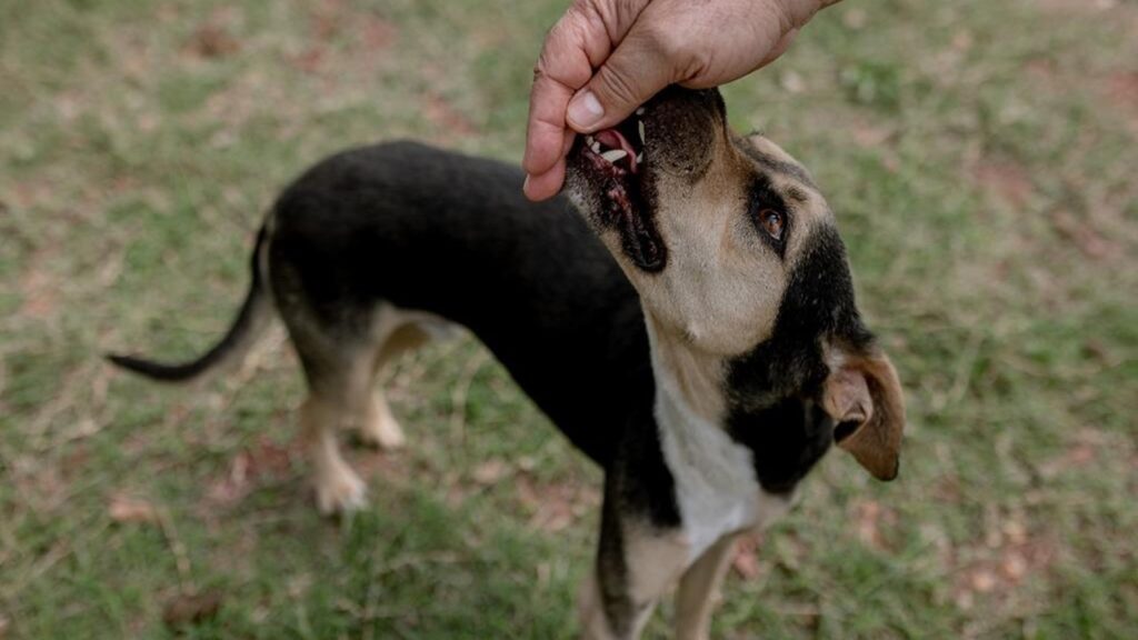 prefeitura-piracicaba-unimep-animais