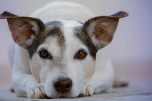 Programa Bem-Estar Animal nos Bairros expande atendimento em Limeira