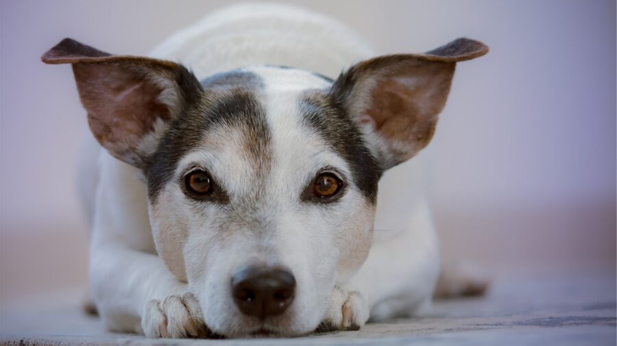 Programa Bem-Estar Animal nos Bairros expande atendimento em Limeira