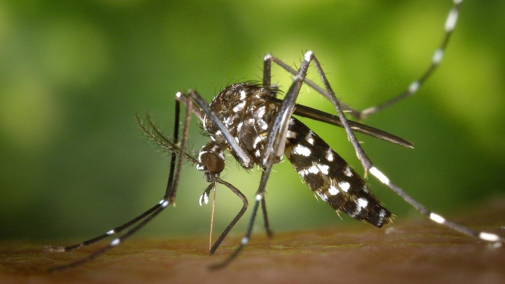 Americana reforça alerta de dengue: procure uma UBS ao apresentar sintomas