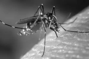 Americana registra mais três mortes por dengue em março; cidade já soma 24 vítimas fatais em 2025