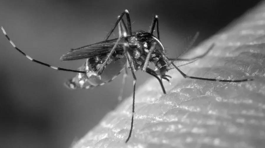 Americana registra mais três mortes por dengue em março; cidade já soma 24 vítimas fatais em 2025