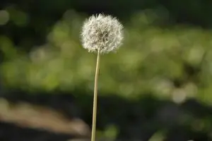 Falecimentos de Limeira com sepultamentos neste domingo 27 de abril de 2025
